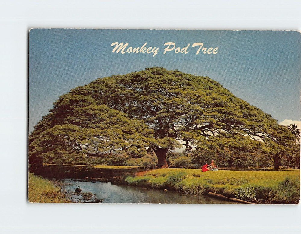 Postcard Monkey pod tree Hawaii
