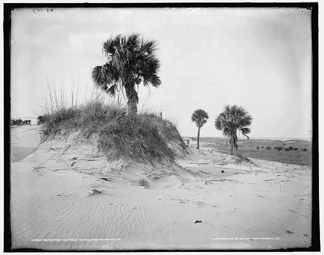 Photo:Tybee Island Savannah Georgia 1901 Palmetto Dunes Beach Scene
