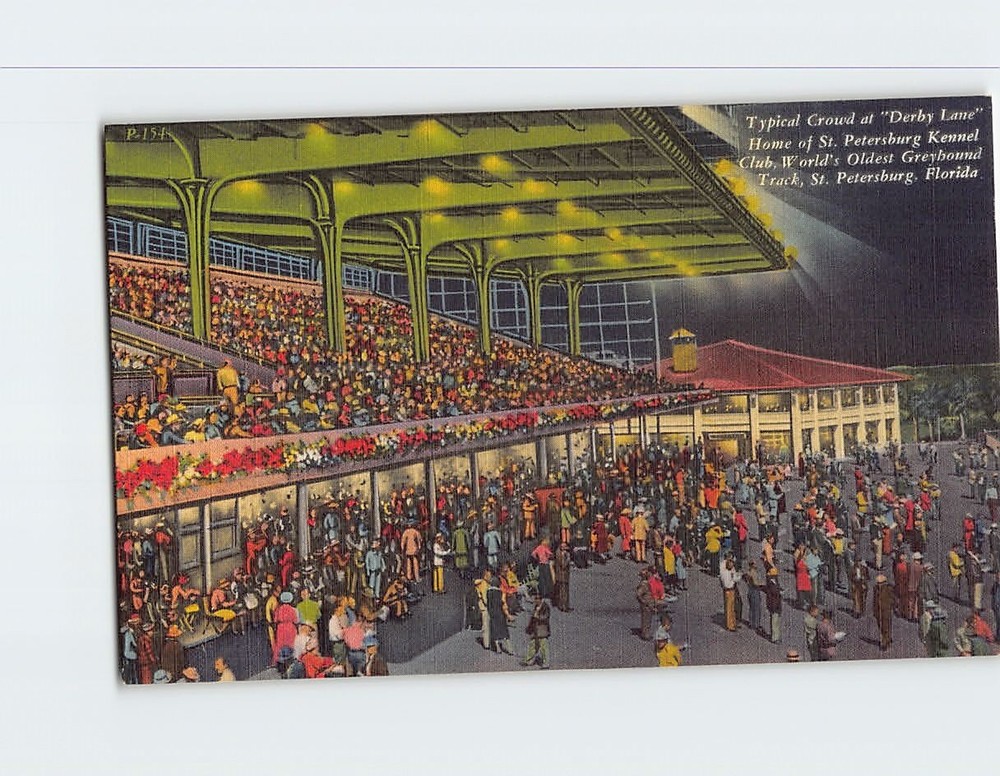 Postcard Typical Crowd Derby Lane Greybound Track St. Petersburg Florida USA
