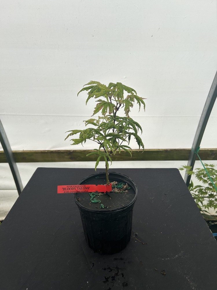 Acer palmatum 'Bloody Talons' Japanese Maple 1 gallon-image