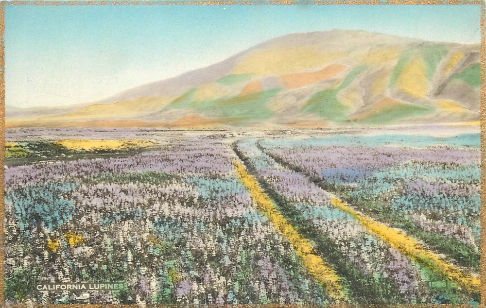 1930s California Martin Desert Lupine Flowers hand Colored RPPC Postcard 26-3780