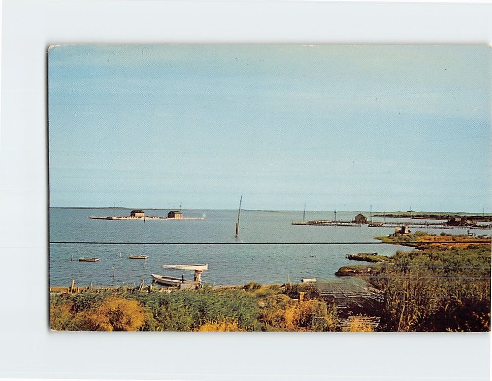 Postcard Scene looking north Greetings From Smith Island Ewell Maryland USA