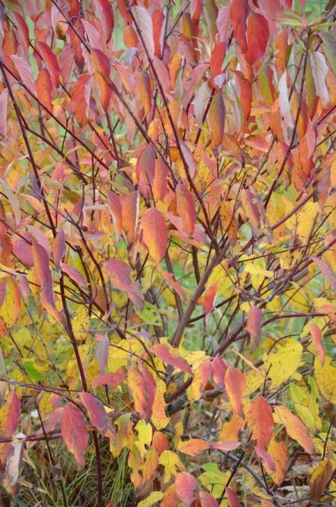 Silky Dogwood Live Shrub Plant in 3-Gallon Pot