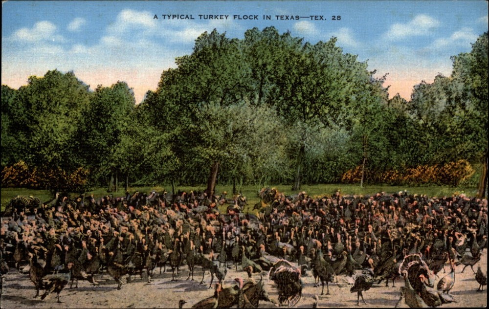 Turkey flock in Texas birds ~ 1940s linen postcard