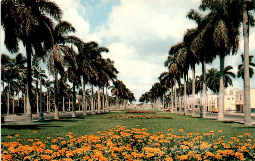 HSC-F22, Royal Palm trees, Florida avenue, B. Amadeus Rubel, Postcard