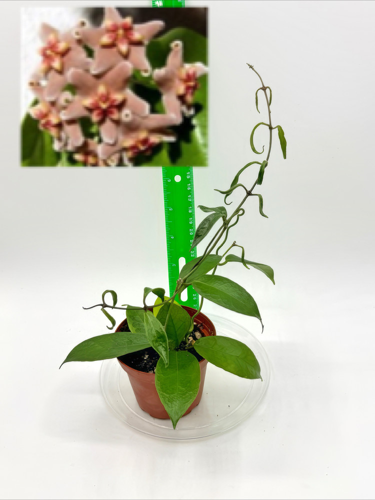 Hoya vitiensis Well Rooted Young Plant