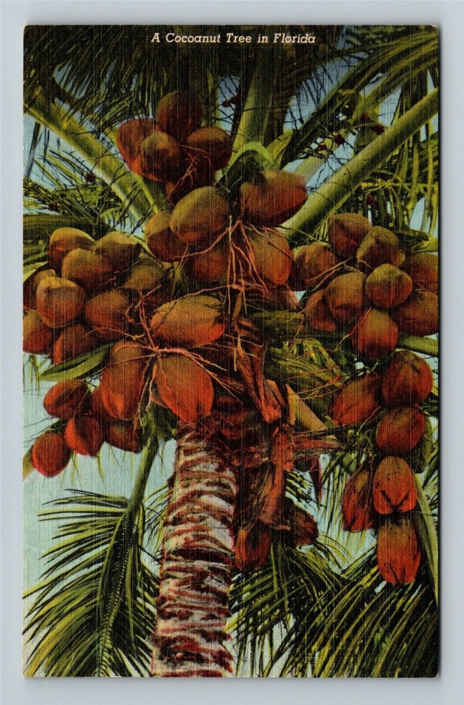 FL-Florida, Coconut Tree Vintage Souvenir Postcard