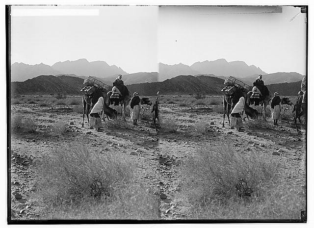 To Sinai via the Red Sea,Tor,Wady Hebran,Scene in Wady Dhese,Egypt,Camels
