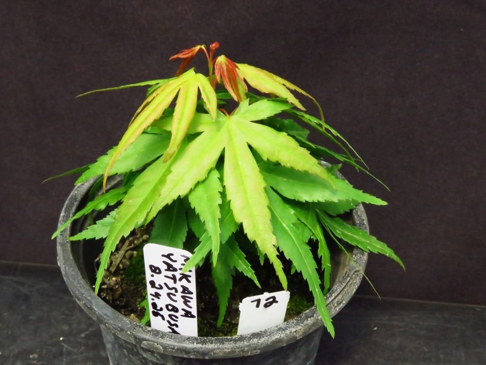Acer Palmatum Ssp. Amoenum 'Mikawa Yatsubusa' Japanese Maple Tree 5