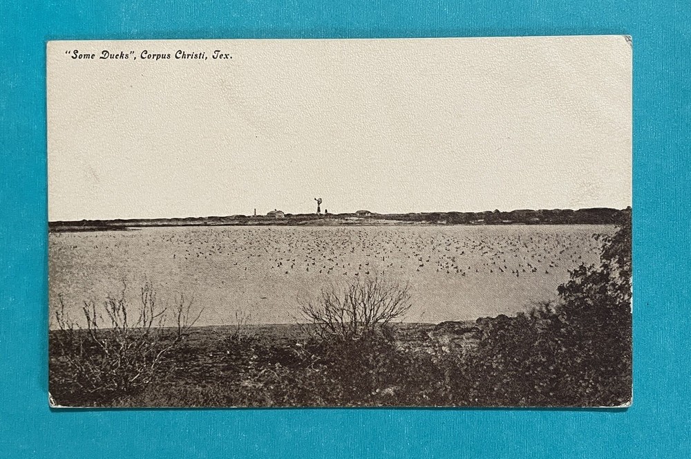 CORPUS CHRISTI Texas Some Ducks TX vintage postcard