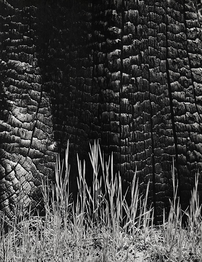 1936/63 ANSEL ADAMS Vintage BURNED STUMP Sierra Nevada Forest Abstract Art 16x20-image