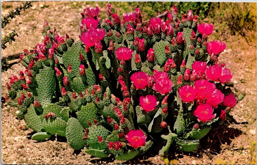 Dr Jim Stamps Postcard Beaver Tail Cactus Colorful Cacti In Bloom