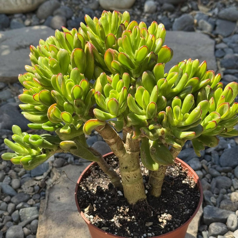 Crassula ovata Jade 'Hobbit x Crosby'