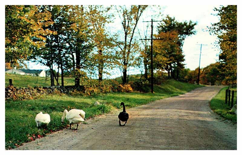 Postcard ANIMAL SCENE Claxton Georgia GA m/09 AS0801