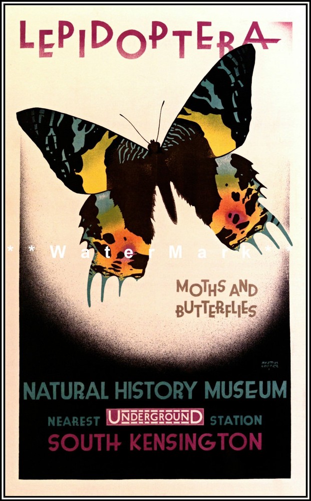 Vintage 1928 Natural History Museum London Retro Art Print South Kensington UK  