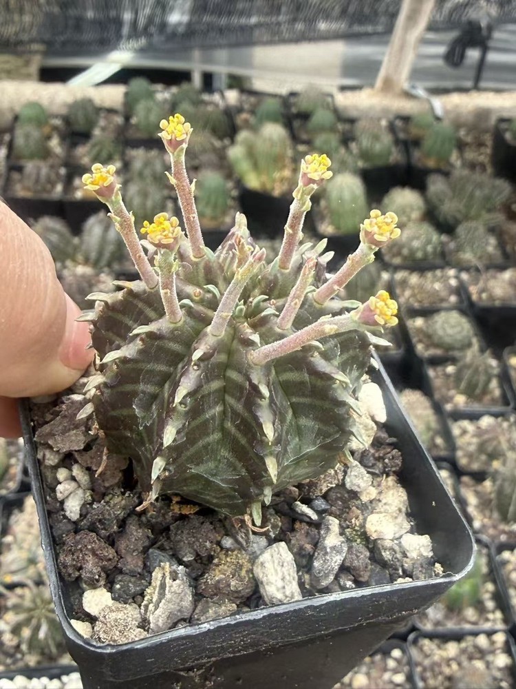 2PCS Euphorbia valida Cactus Succulent plants Garden plants selfroot 3CM