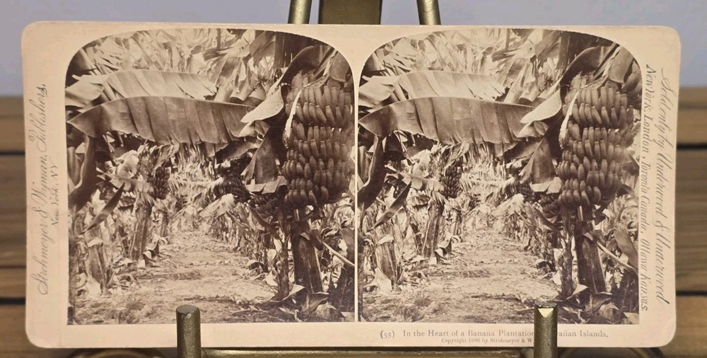 Antique 1896 Hawaii Banana Plantation Stereoview Strohmeyer Underwood Real Photo
