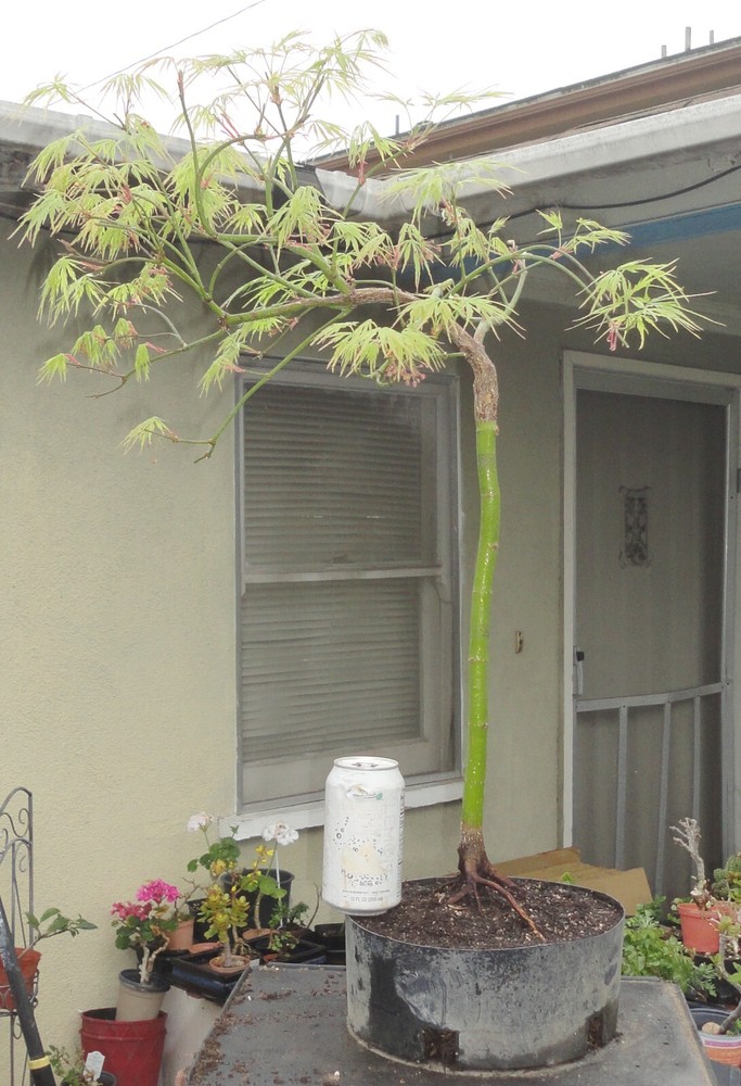 Green Laceleaf Japanese Maple Acer Palmatum Pre-Bonsai Dwarf Kifu with Fat Trunk-image