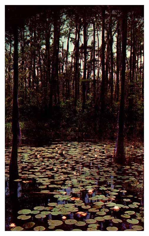 Postcard NATURE SCENE Waycross Georgia GA m/09 AS8069