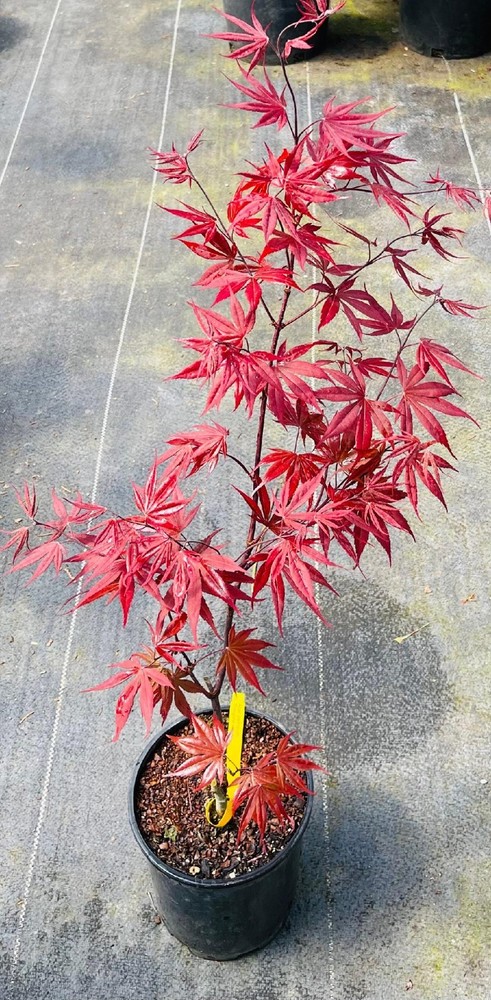 Acer palmatum 'Fireglow' (Fireglow Japanese Maple)-image