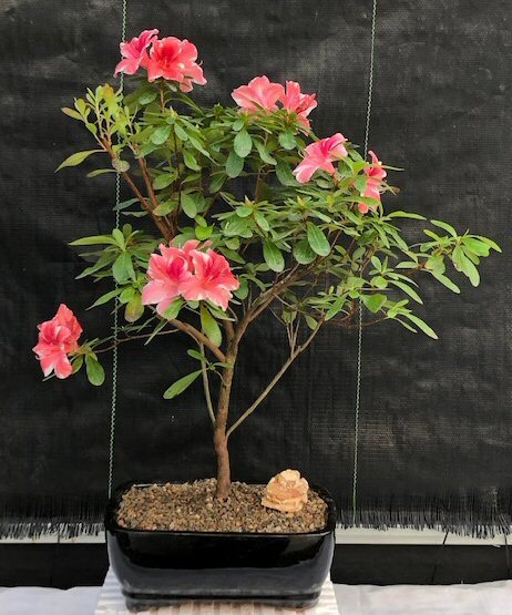 Azalea Bonsai Tree Live Japanese Flowering Indoor Japonica Sachsenstern 11