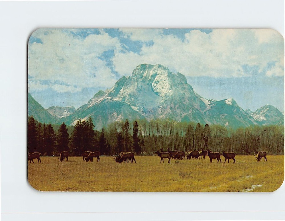Postcard Herd of Wild Elk Mt. Moran Jackson Hole Wyoming USA