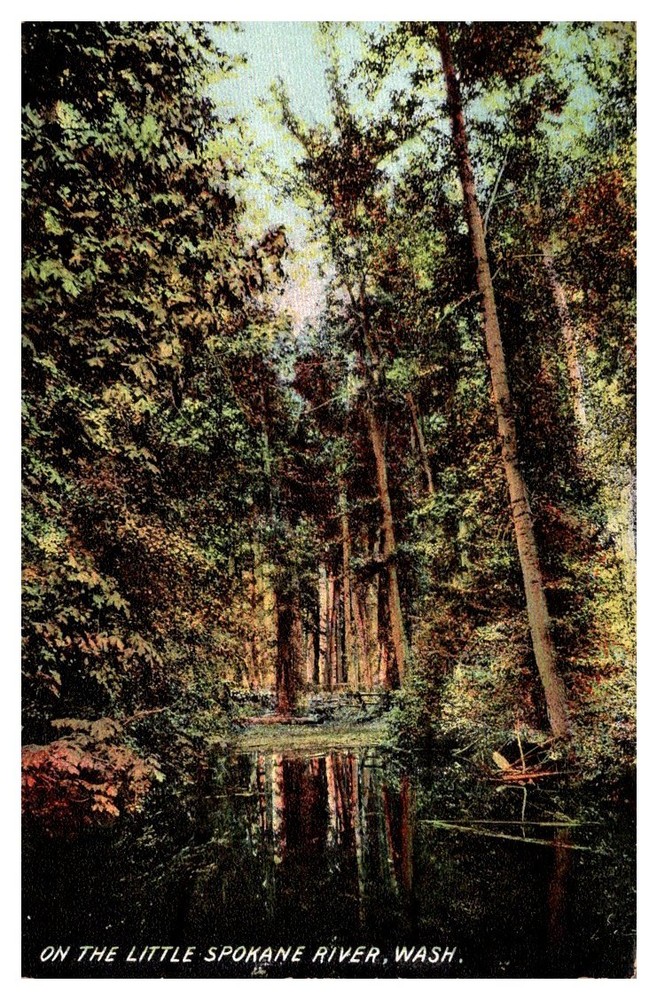 c1910 Tree-Lined Avenue On The Little Spokane River Washington Vintage Postcard