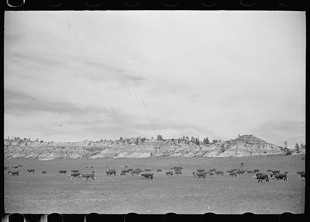 Cattle grazing,Big Horn County,Montana,MT,June 1939,Arthur Rothstein,FSA,1
