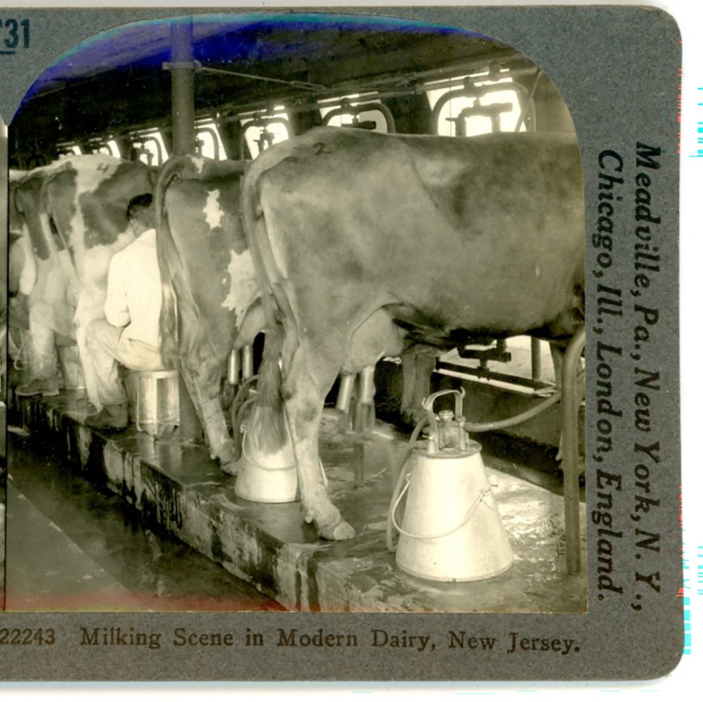 Milking Scene Modern Dairy Plainsboro NJ Keystone Stereoview