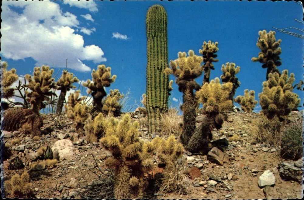 Cacti Cholla Saguaro Barrel Desert Sonora Museum Tucson AZ ~ postcard sku999