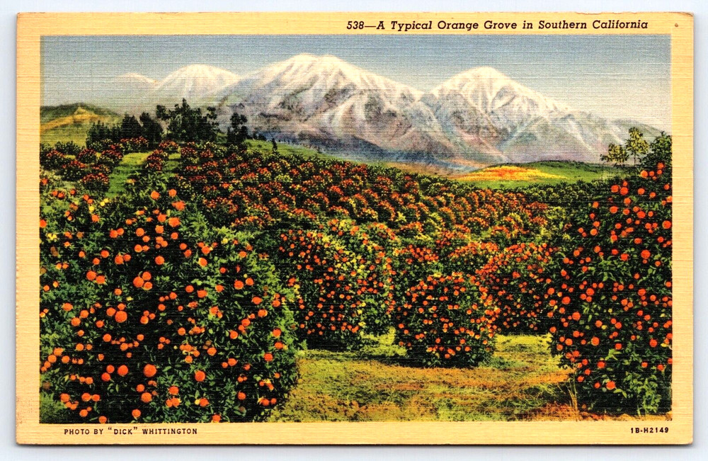 Southern California Typical Orange Fruit Tree Grove Mountain Vintage Postcard