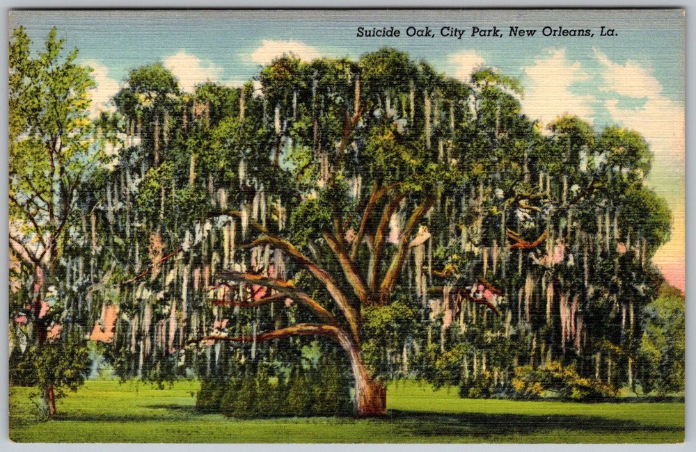 Vtg Linen Postcard Suicide Oak City Park New Orleans, LA 1940s