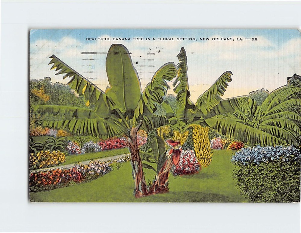 Postcard Beautiful Banana Tree in a Florida Setting New Orleans Louisiana USA