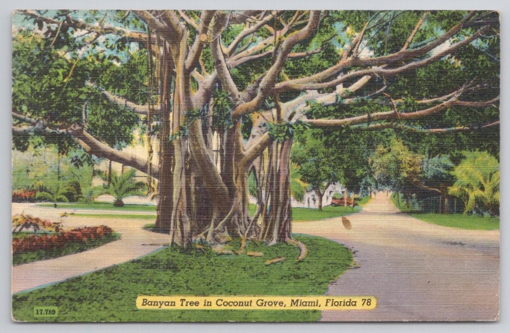 Vintage Banyan Tree Coconut Grove Miami Florida Postcard Colourpicture