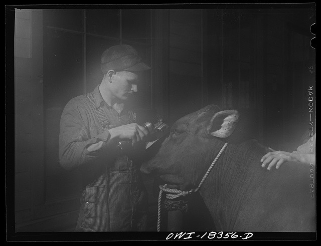 Madison Wisconsin 1943 Chester Novak Harold Wichman Brown Swiss Cow Grooming