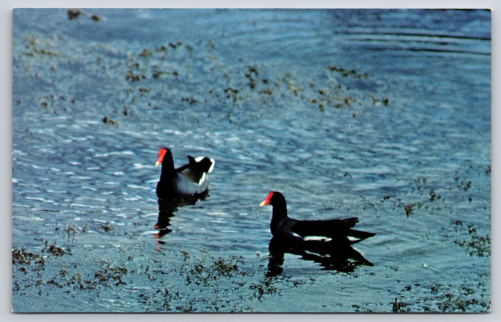 Animal~Florida Gallinule Birds On Pond~Everglades Natl Park~Vintage Postcard