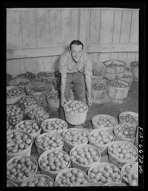 Dunklin County Missouri 1942 Tomatoes at REA-Powered Cannery Man and Baskets