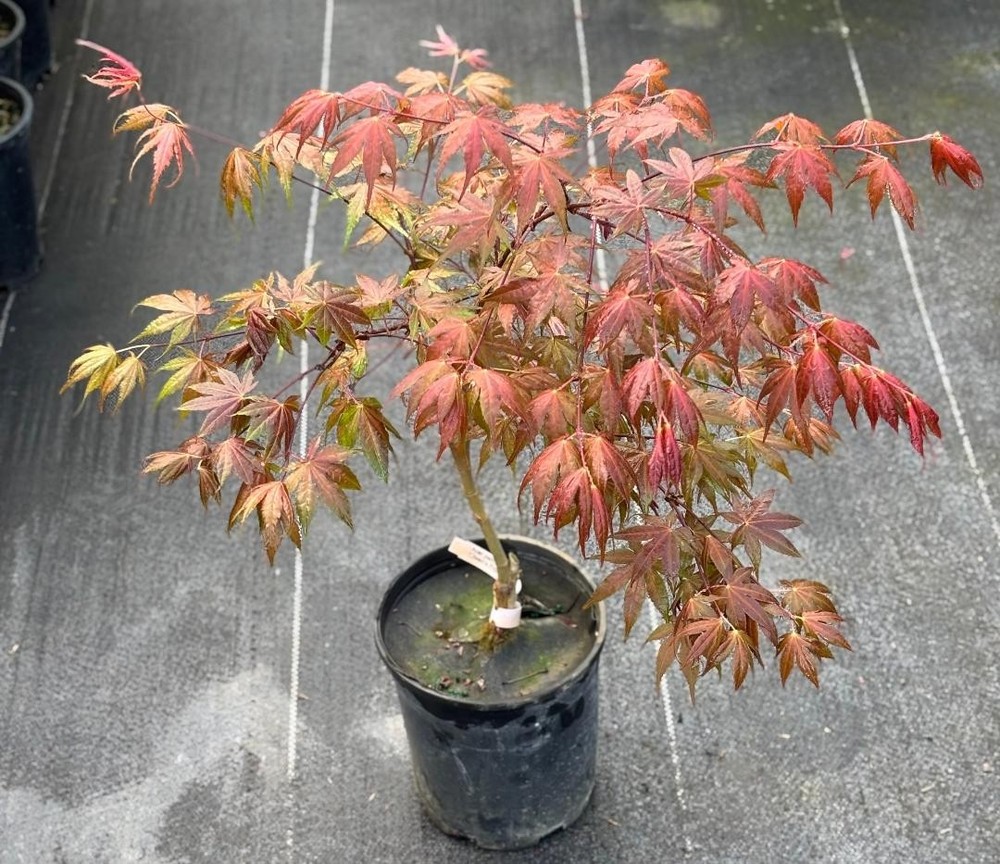 Acer palmatum 'Olsen's Frosted Strawberry'(Olsen's Frosted Strawberry Japanese)-image