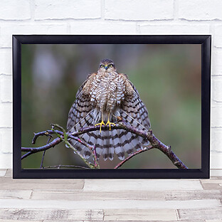 The Batman Pose Hawks Scotland Bird Hawk Sparrow Birds Nature Animal Art Print