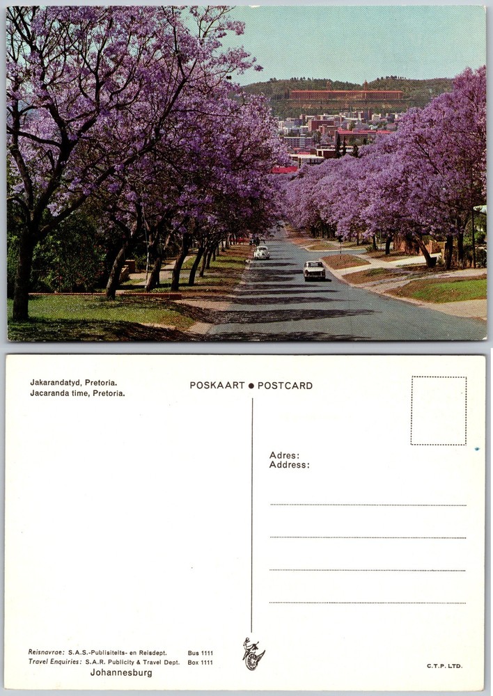 Continental Jacaranda Trees Pretoria Postcard