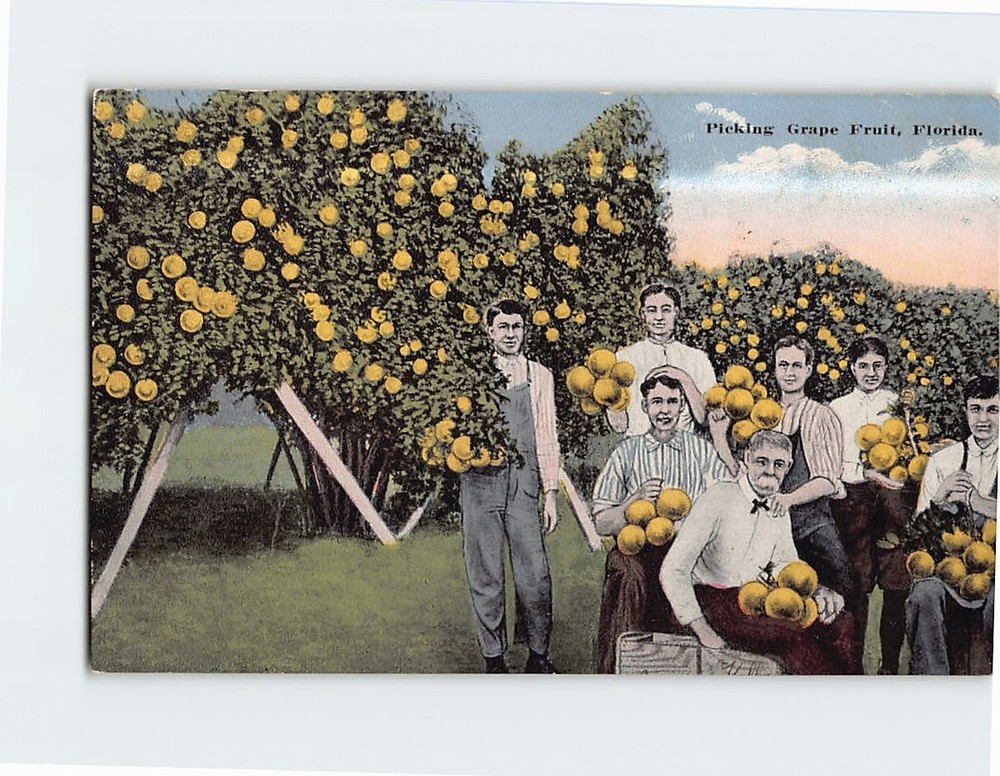 Postcard Picking Grapefruit Florida USA