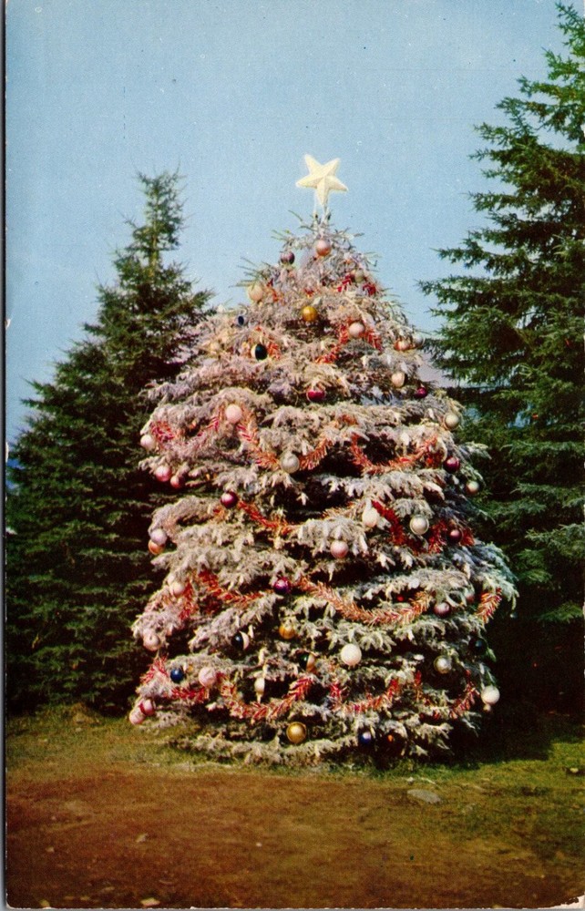 1957 Santa's Village NH Giant Lighted Christmas Tree Vintage Postcard