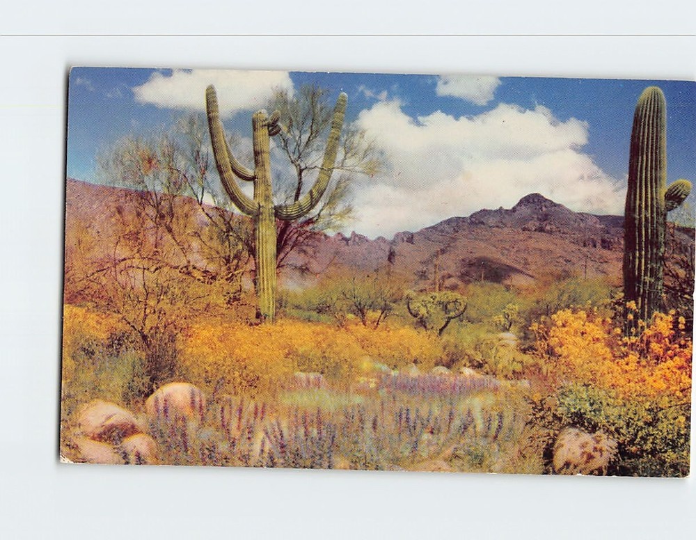 Postcard Giant Saguaros, Palo Verde & Desert Wild Flowers