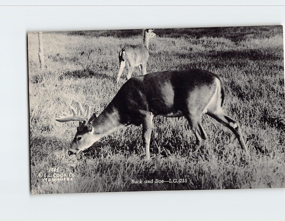 Postcard Buck & Doe Greetings from Houghton Lake Michigan USA
