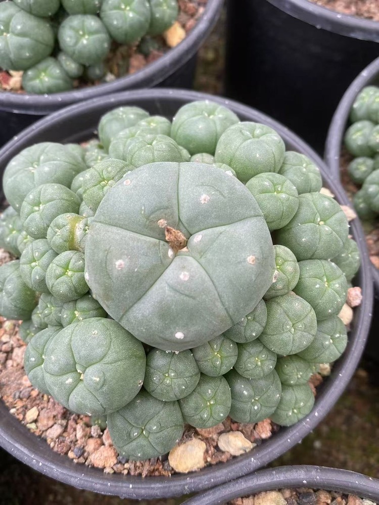 10-12cm LW Succulent Plant Home Garden Beautiful Cactus Plants selfroot