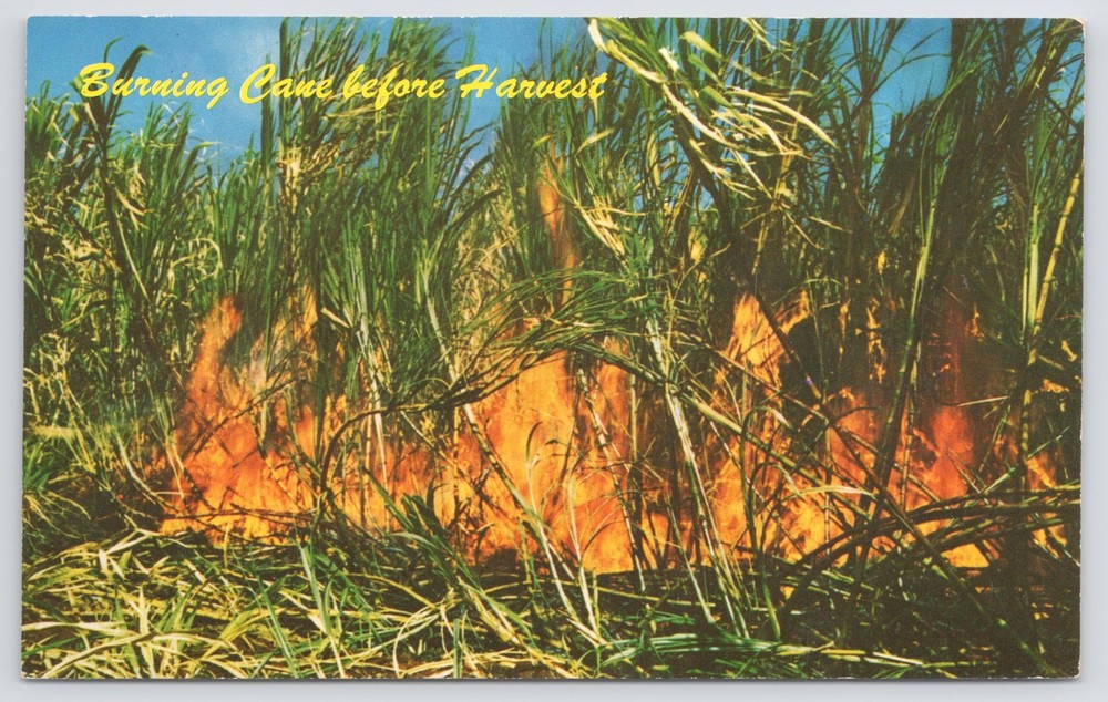 State View~Burning of Sugar Cane Before Harvest~Vintage Postcard