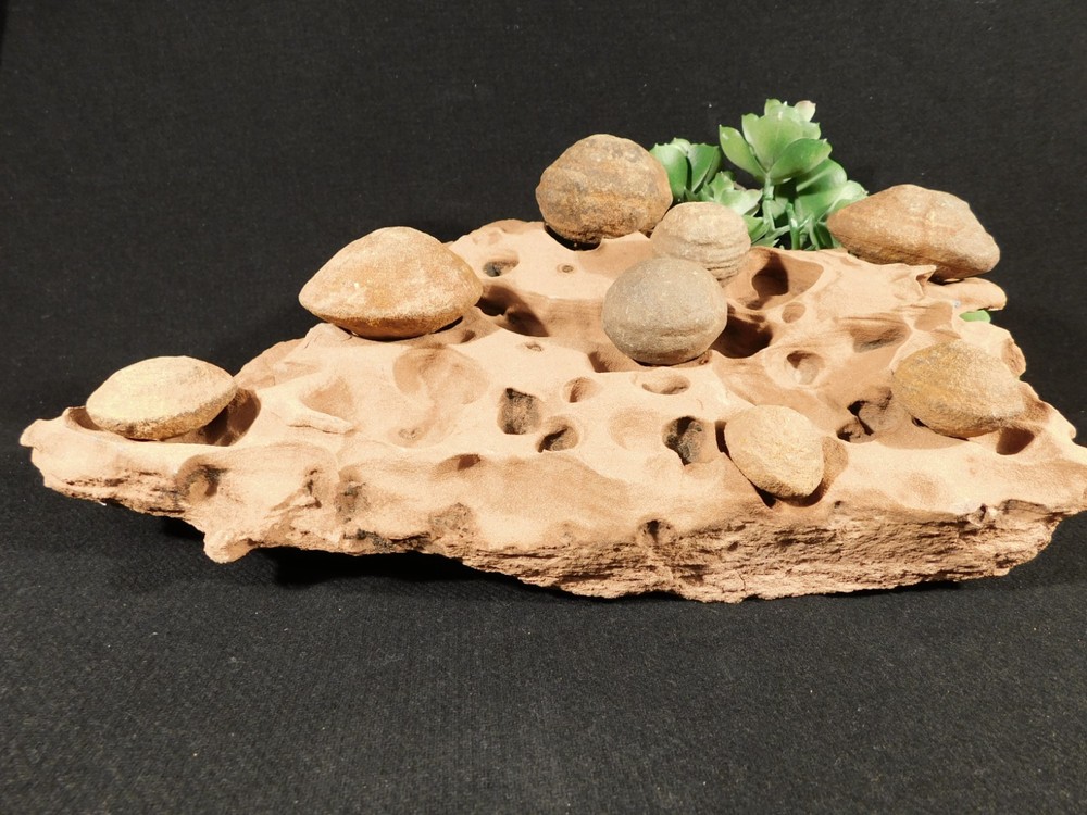 EIGHT! Moqui Marbles on a Big! ERODED Navajo SANDSTONE Formation Utah 3223gr
