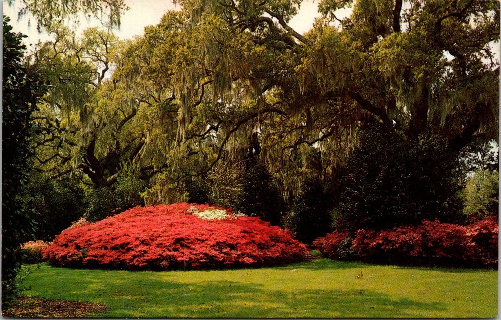 Southern Beauty Spot Postcard with Spanish Moss and Azaleas
