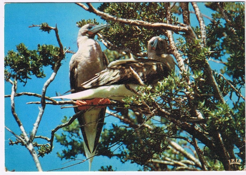 Postcard Sea Birds Tahiti French Polynesia