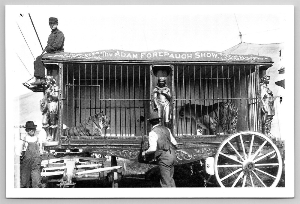 Tiger Cage Wagon Print John & Mable Ringling Museum Of Art FL Postcard CO4